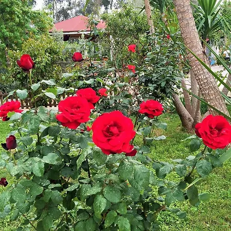 达达诺斯酒店 Gelemiş